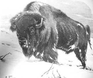 Bison_Brockhaus