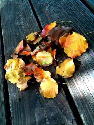 Fall leaves