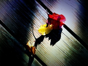 image from http://theresalargusa.typepad.com/.a/6a01348084d007970c01348934456e970c-pi