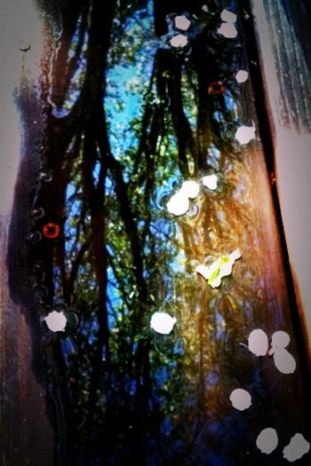 image from http://theresalargusa.typepad.com/.a/6a01348084d007970c014e60179ff5970c-pi