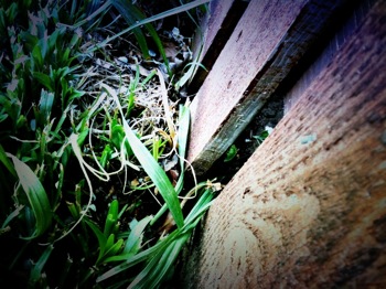 image from http://theresalargusa.typepad.com/.a/6a01348084d007970c014e5fe2a06b970c-pi