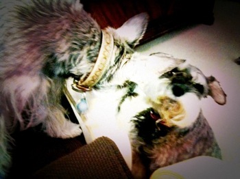 image from http://theresalargusa.typepad.com/.a/6a01348084d007970c0147e316bfbb970b-pi