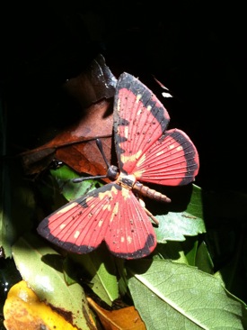 image from http://theresalargusa.typepad.com/.a/6a01348084d007970c01538e7c8be3970b-pi