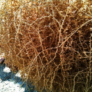 image from http://theresalargusa.typepad.com/.a/6a01348084d007970c0168e5e71218970c-pi