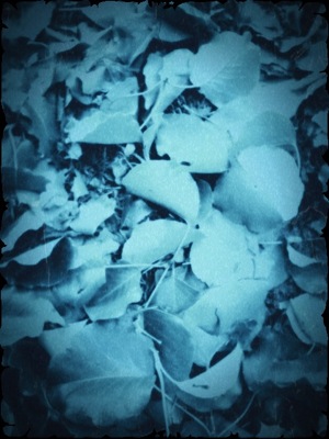 image from http://theresalargusa.typepad.com/.a/6a01348084d007970c0167642c17e9970b-pi