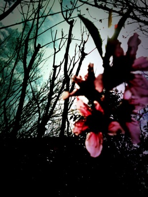 image from http://theresalargusa.typepad.com/.a/6a01348084d007970c01630392c77e970d-pi