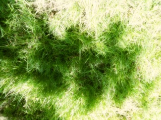 image from http://theresalargusa.typepad.com/.a/6a01348084d007970c0167667f06b9970b-pi