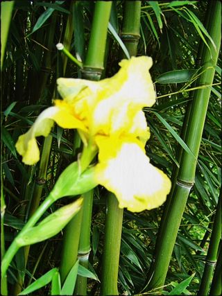 Yellow Iris
