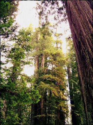 Redwoods