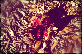 image from http://theresalargusa.typepad.com/.a/6a01348084d007970c017c3414a288970b-pi