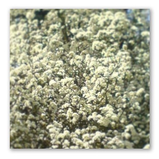 image from http://theresalargusa.typepad.com/.a/6a01348084d007970c017c386c75c1970b-pi