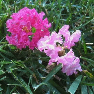 image from http://theresalargusa.typepad.com/.a/6a01348084d007970c019103dbfa29970c-pi