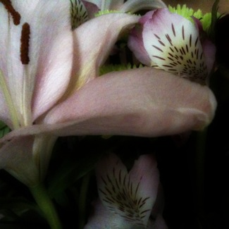 image from http://theresalargusa.typepad.com/.a/6a01348084d007970c0191042f46c6970c-pi