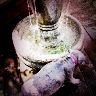 image from http://theresalargusa.typepad.com/.a/6a01348084d007970c0192ac8a89ec970d-pi