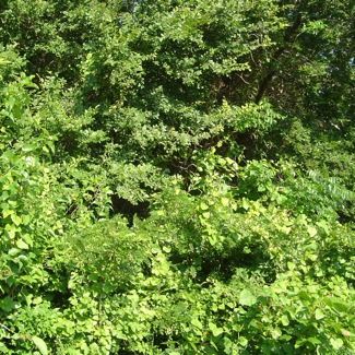 image from http://theresalargusa.typepad.com/.a/6a01348084d007970c019affa9f247970d-pi