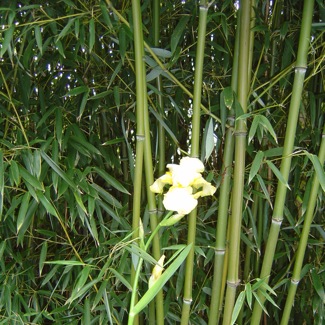 image from http://theresalargusa.typepad.com/.a/6a01348084d007970c019aff91de85970d-pi