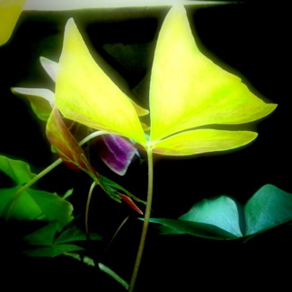 image from http://theresalargusa.typepad.com/.a/6a01348084d007970c019aff6a75f7970d-pi