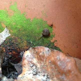 image from http://theresalargusa.typepad.com/.a/6a01348084d007970c019aff3c5275970b-pi