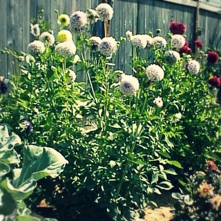 Dream