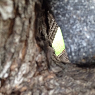 image from http://theresalargusa.typepad.com/.a/6a01348084d007970c019affc5a7ea970b-pi