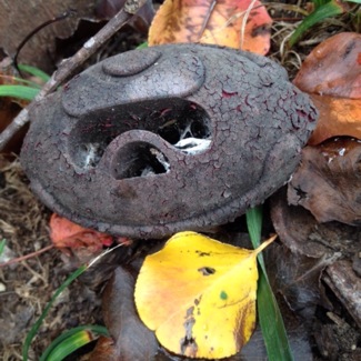 image from http://theresalargusa.typepad.com/.a/6a01348084d007970c019b00eb3731970b-pi