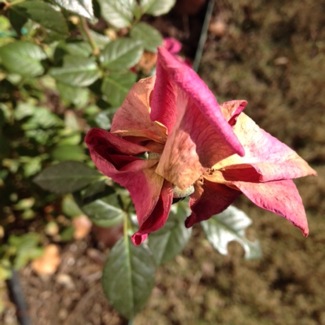 image from http://theresalargusa.typepad.com/.a/6a01348084d007970c019b031d13b1970c-pi