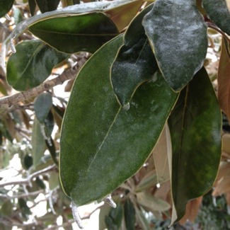 image from http://theresalargusa.typepad.com/.a/6a01348084d007970c019b0263c729970c-pi