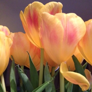 image from http://theresalargusa.typepad.com/.a/6a01348084d007970c019b0519e54e970d-pi