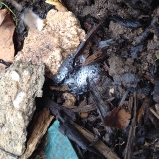 image from http://theresalargusa.typepad.com/.a/6a01348084d007970c01a511684bad970c-pi