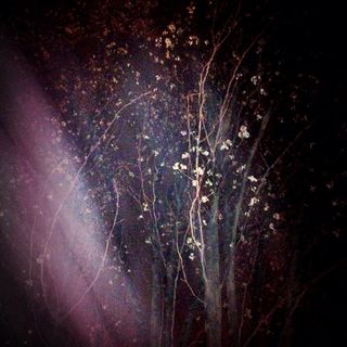 Pear Blossoms and Mist