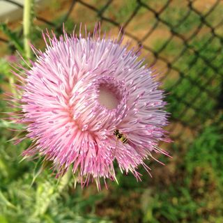 Bee and Thistle