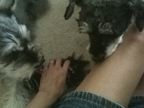 Playtime with Schnauzers