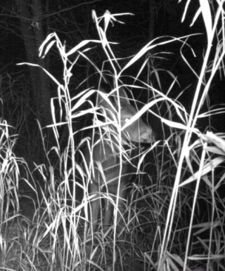 Hide and Seek Deer 08142020